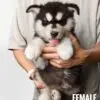 Alaskan Malamute puppy for Sale in Puchong KL Malaysia