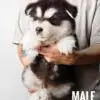 Alaskan Malamute puppy for Sale in Puchong KL Malaysia