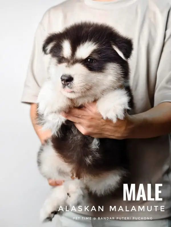 Alaskan Malamute puppy for Sale in Puchong KL Malaysia