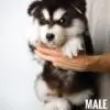 Alaskan Malamute puppy for Sale in Puchong KL Malaysia