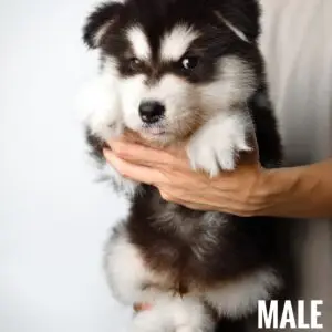 Alaskan Malamute puppy for Sale in Puchong KL Malaysia