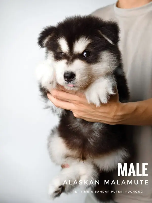 Alaskan Malamute puppy for Sale in Puchong KL Malaysia