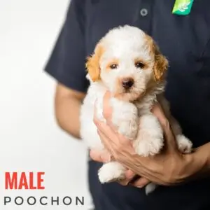 Poochon puppy for Sale in Puchong KL Malaysia
