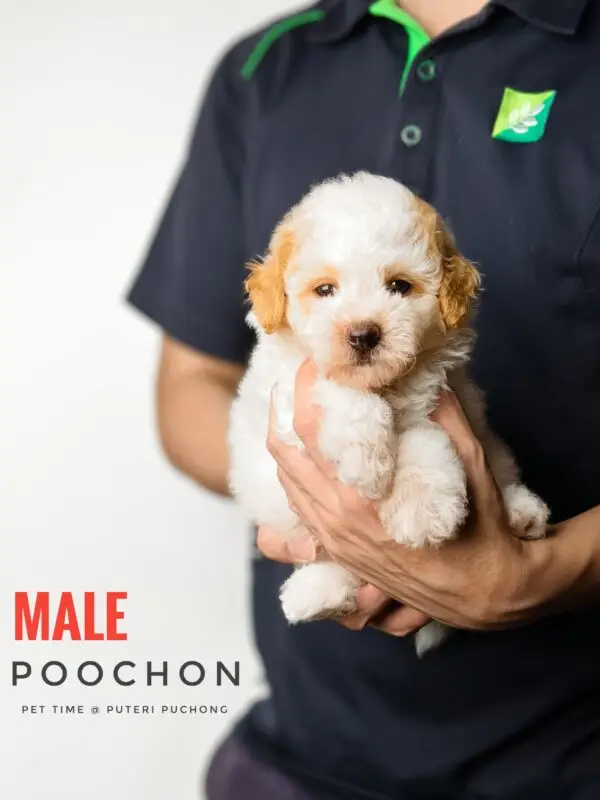 Poochon puppy for Sale in Puchong KL Malaysia