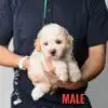 Poochon puppy for Sale in Puchong KL Malaysia