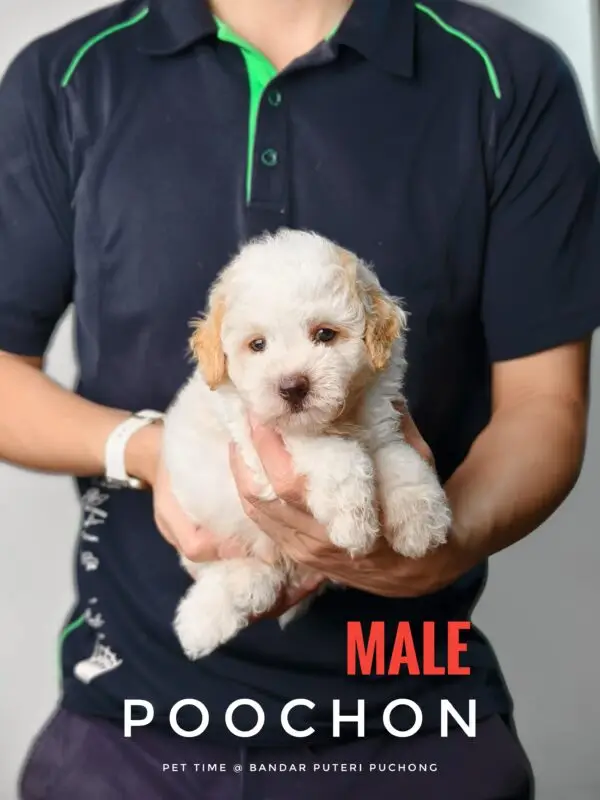 Poochon puppy for Sale in Puchong KL Malaysia
