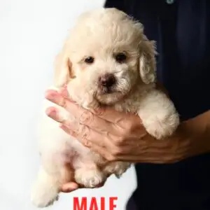 Poochon puppy for Sale in Puchong KL Malaysia