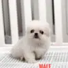 Pekingese puppy for Sale in Puchong KL Malaysia