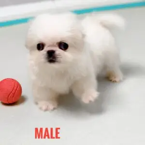 Pekingese puppy for Sale in Puchong KL Malaysia