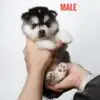 Pomsky puppy for Sale in Puchong KL Malaysia