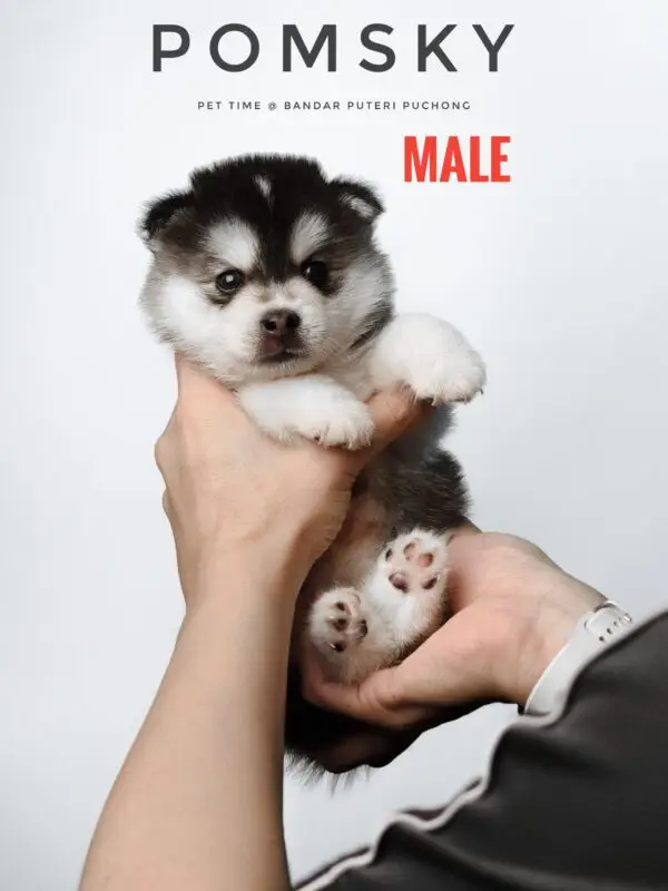 Pomsky puppy for Sale in Puchong KL Malaysia