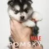 Pomsky puppy for Sale in Puchong KL Malaysia