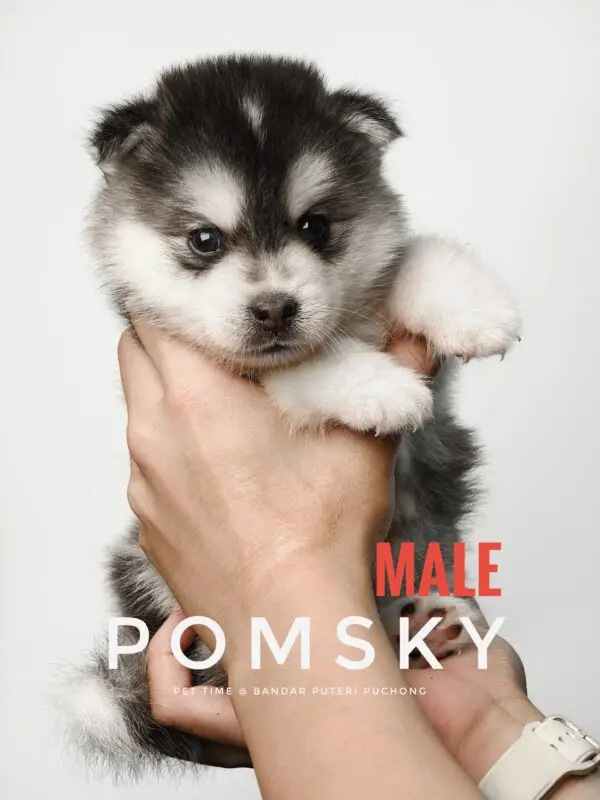 Pomsky puppy for Sale in Puchong KL Malaysia
