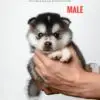 Pomsky puppy for Sale in Puchong KL Malaysia