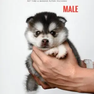 Pomsky puppy for Sale in Puchong KL Malaysia