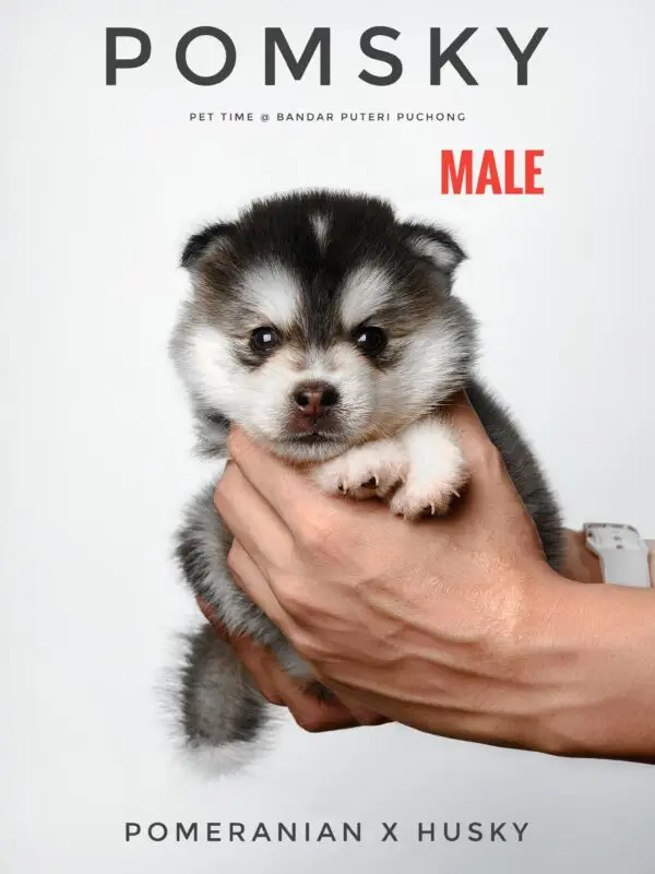 Pomsky puppy for Sale in Puchong KL Malaysia