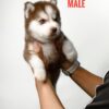 Pomsky puppy for Sale in Puchong KL Malaysia