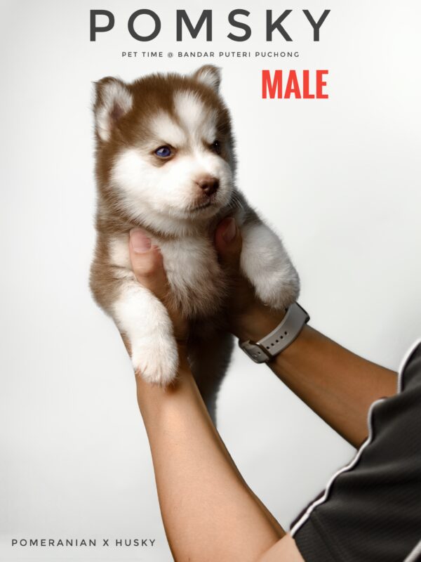 Pomsky puppy for Sale in Puchong KL Malaysia