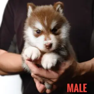 Pomsky puppy for Sale in Puchong KL Malaysia