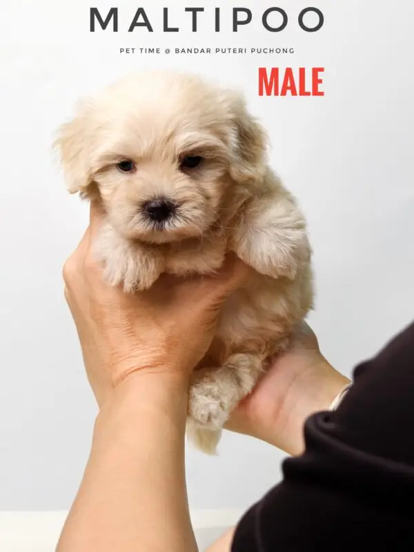 Maltipoo puppy for Sale in Puchong KL Malaysia