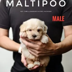 Maltipoo puppy for Sale in Puchong KL Malaysia
