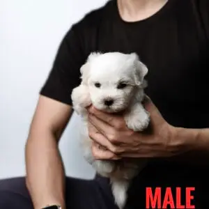 Maltipoo puppy for Sale in Puchong KL Malaysia