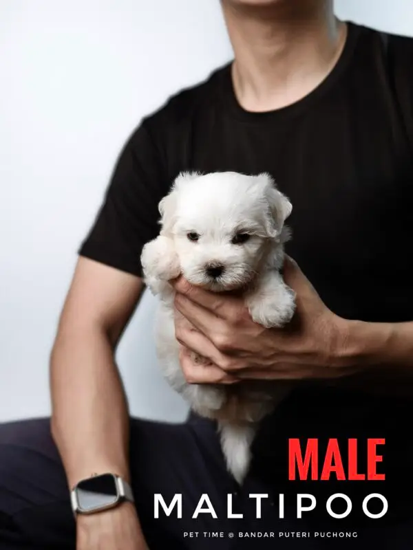 Maltipoo puppy for Sale in Puchong KL Malaysia