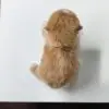 Maltipoo puppy for Sale in Puchong KL Malaysia
