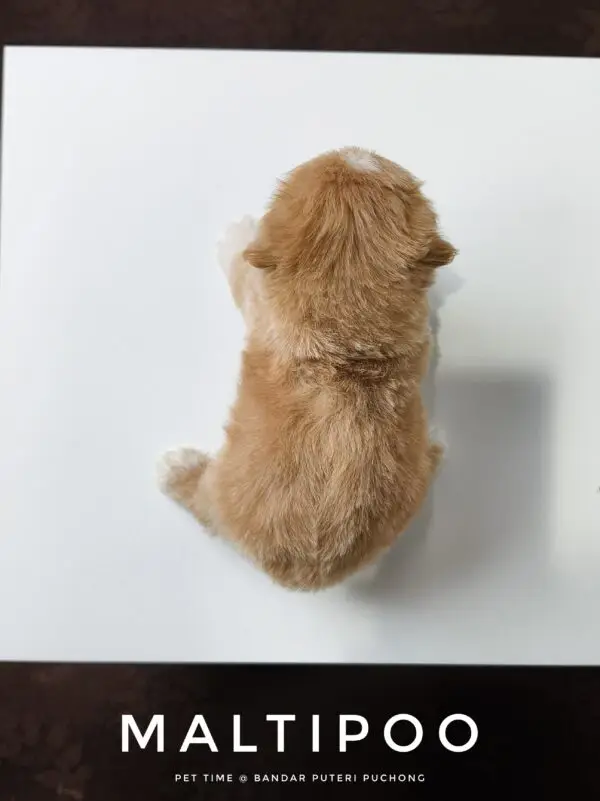 Maltipoo puppy for Sale in Puchong KL Malaysia