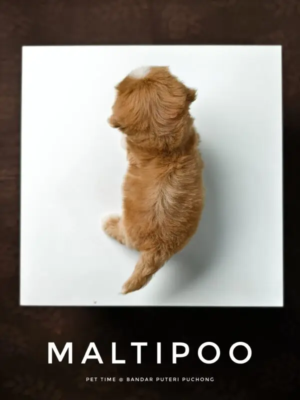 Maltipoo puppy for Sale in Puchong KL Malaysia