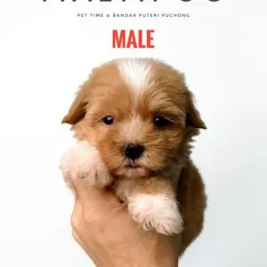 Maltipoo puppy for Sale in Puchong KL Malaysia