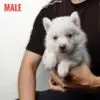Pomsky puppy for Sale in Puchong KL Malaysia