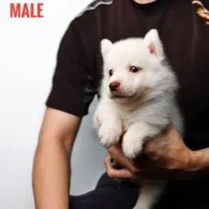 Pomsky puppy for Sale in Puchong KL Malaysia