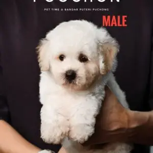 Poochon puppy for Sale in Puchong KL Malaysia