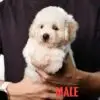 Poochon puppy for Sale in Puchong KL Malaysia