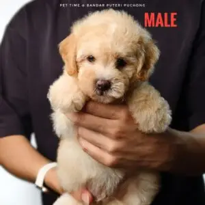 Poochon puppy for Sale in Puchong KL Malaysia
