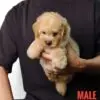 Poochon puppy for Sale in Puchong KL Malaysia
