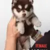 Pomsky puppy for Sale in Puchong KL Malaysia