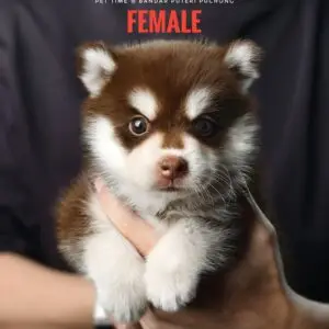 Pomsky puppy for Sale in Puchong KL Malaysia