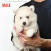 Pomsky puppy for Sale in Puchong KL Malaysia