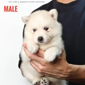 Pomsky puppy for Sale in Puchong KL Malaysia