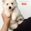 Pomsky puppy for Sale in Puchong KL Malaysia