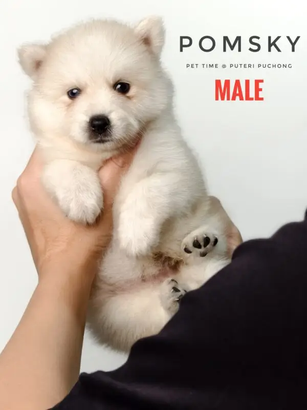 Pomsky puppy for Sale in Puchong KL Malaysia
