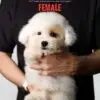 Poochon puppy for Sale in Puchong KL Malaysia
