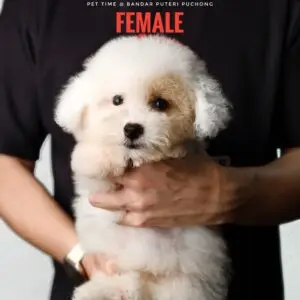 Poochon puppy for Sale in Puchong KL Malaysia