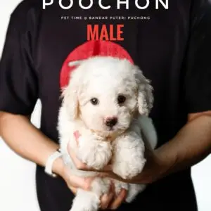 Poochon puppy for Sale in Puchong KL Malaysia