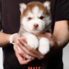 Pomsky puppy for Sale in Puchong KL Malaysia