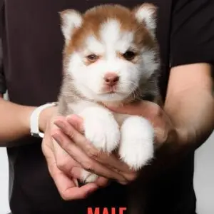 Pomsky puppy for Sale in Puchong KL Malaysia