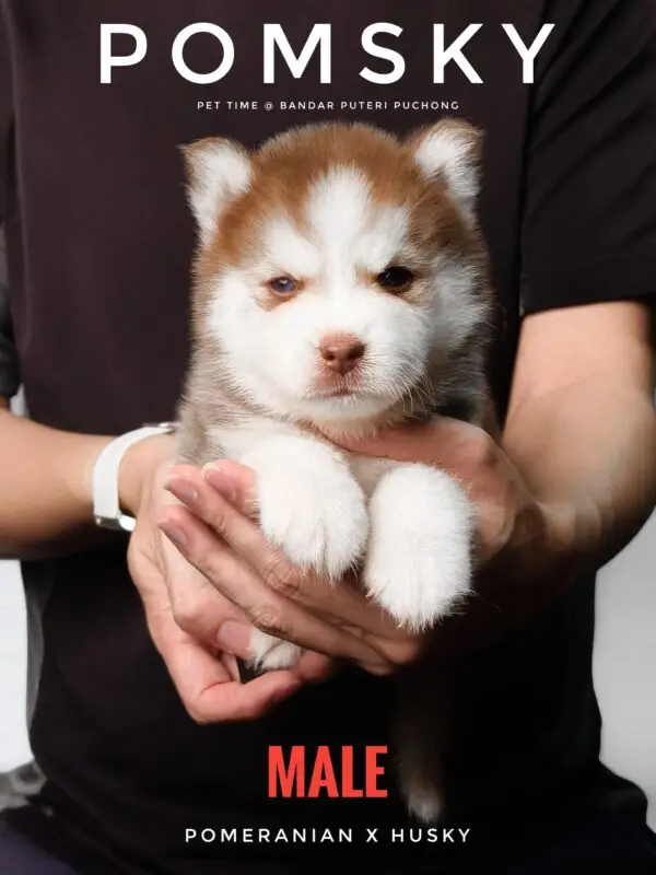 Pomsky puppy for Sale in Puchong KL Malaysia