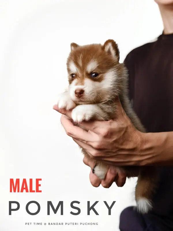 Pomsky puppy for Sale in Puchong KL Malaysia